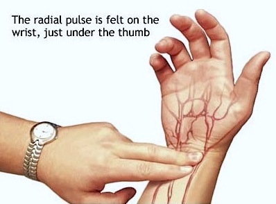 Ακτινικός παλμός