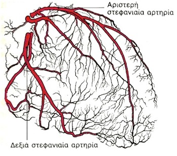 Στεφανιαίες αρτηρίες