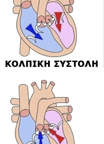 Κυκλοφορία καρδιάς